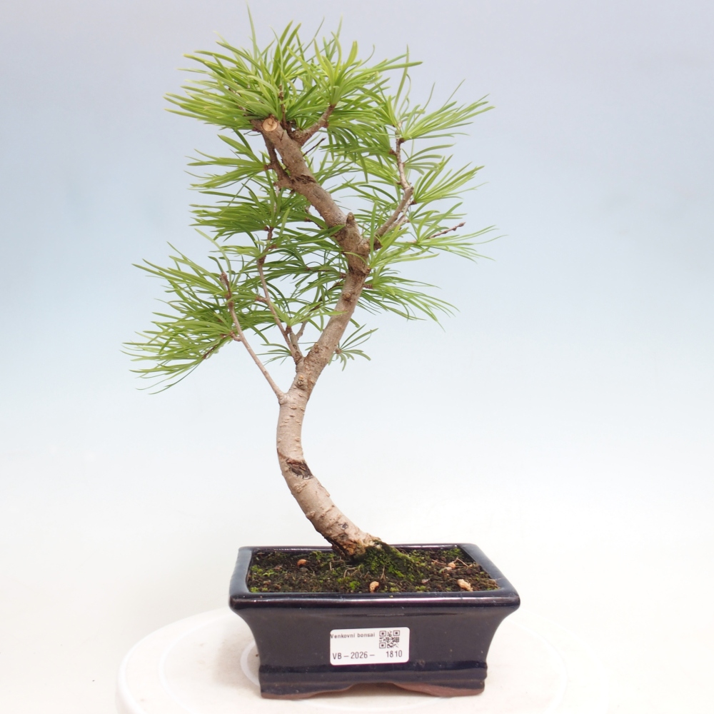 Bonsai für draußen -Pseudolarix amabis-Pseudolarix amabis