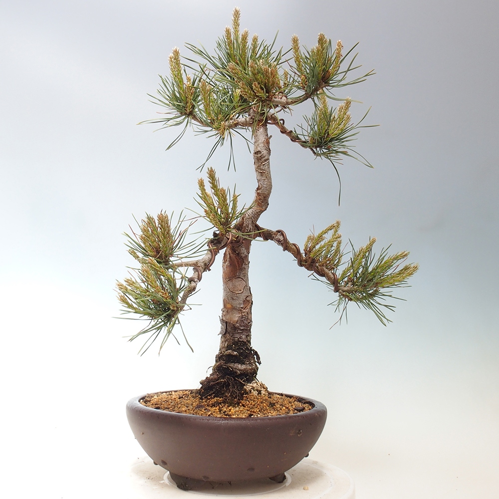 Bonsai im Freien - Pinus Sylvestris - Waldkiefer