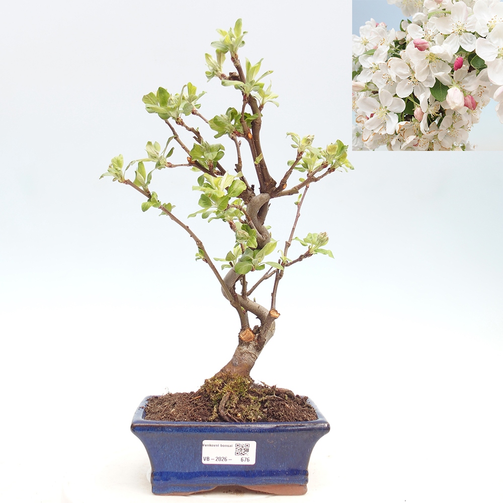 Outdoor-Bonsai -Malus halliana - Kleinfrüchtiger Apfelbaum