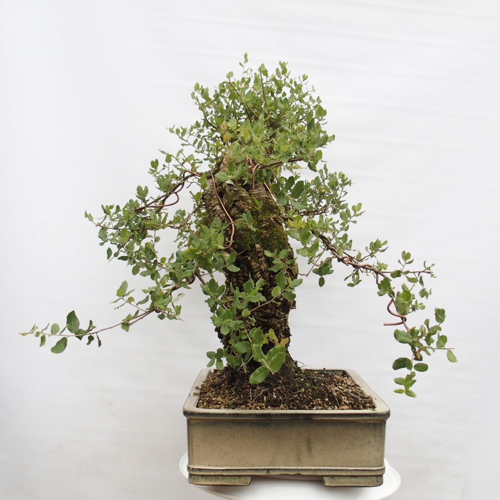 Outdoor-Bonsai Quercus suber - Kork-Eiche