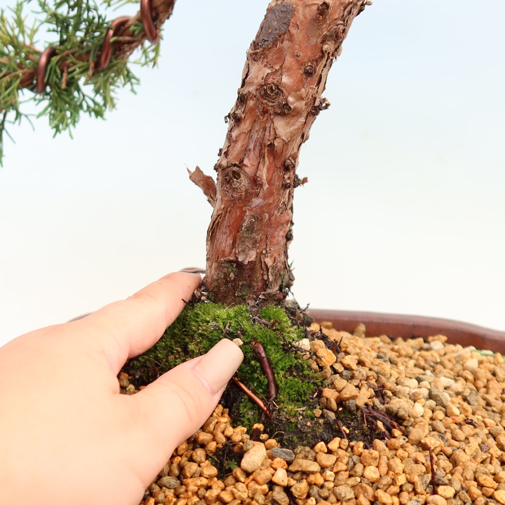 Bonsai für draußen - Juniperus chinensis Kishu