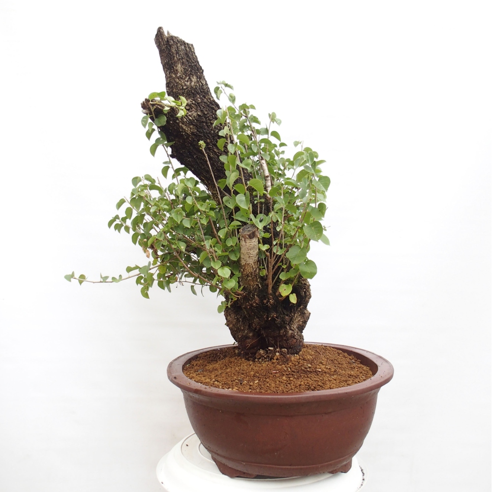 Bonsai im Freien - Mahalebka - Prunus mahaleb