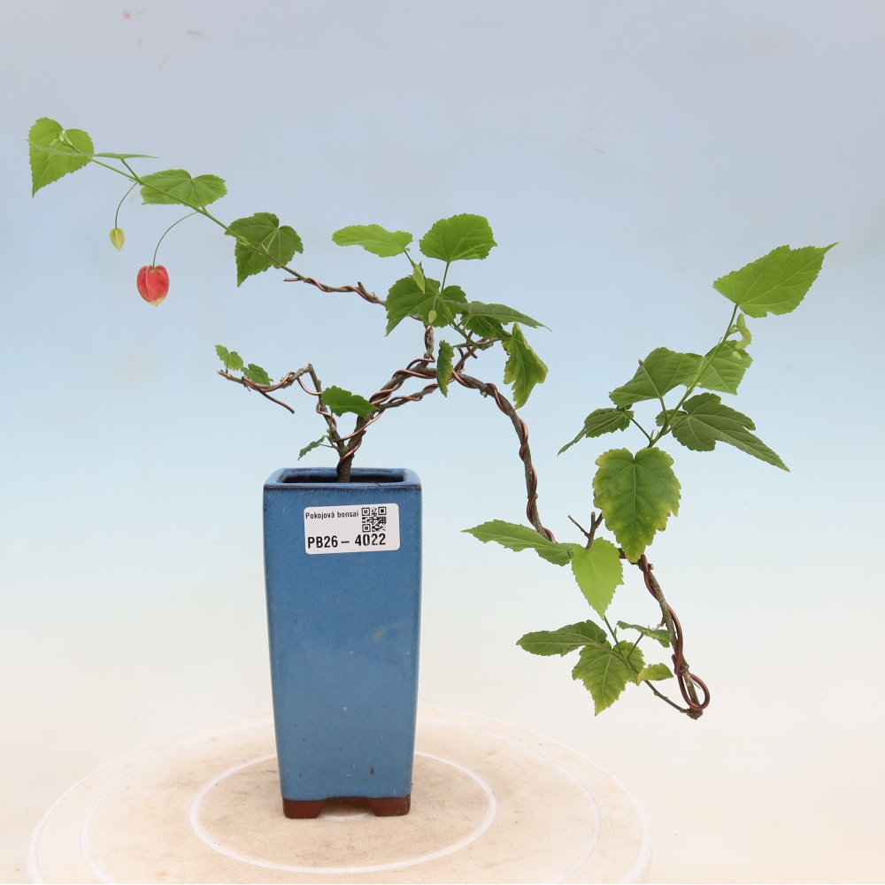 Zimmerbonsai - Abutilon Big Bell - Moltebeere