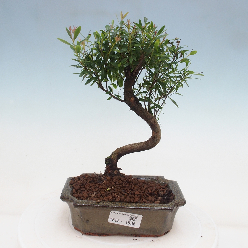 Zimmer Bonsai - Syzygium - Pimentovník