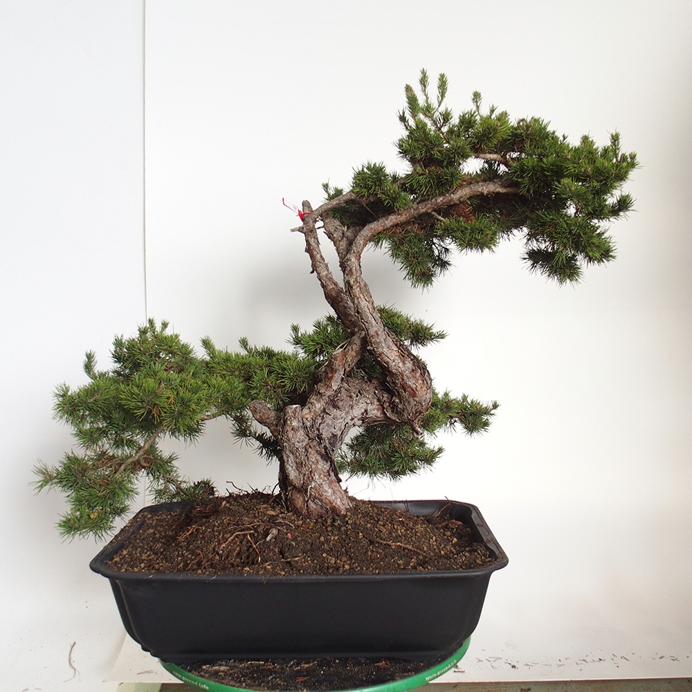 Yamadori - Pinus sylvestris Spanien