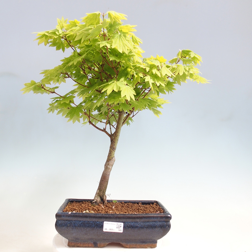 Bonsai im Freien - Ahorn palmatum katsura GISAN - Ahorn palmat