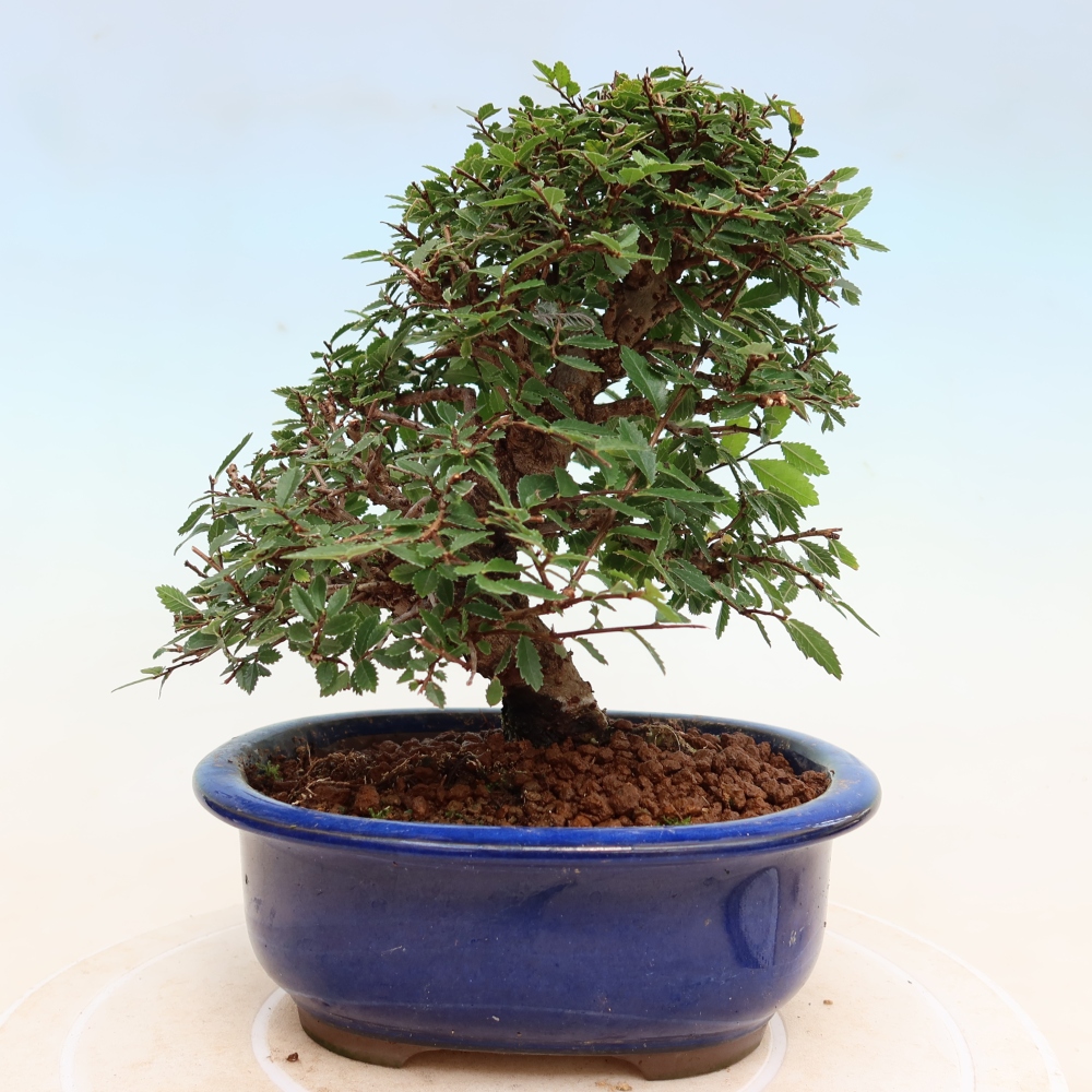 Bonsai für draußen - Zelkova - Zelkova NIRE