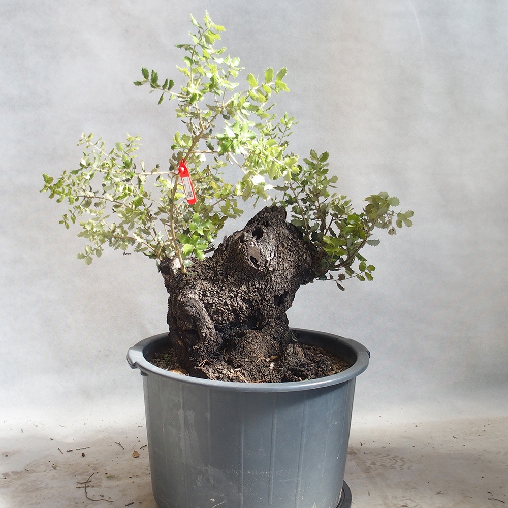 Freilandbonsai Quercus Cerris - Eiche Cer