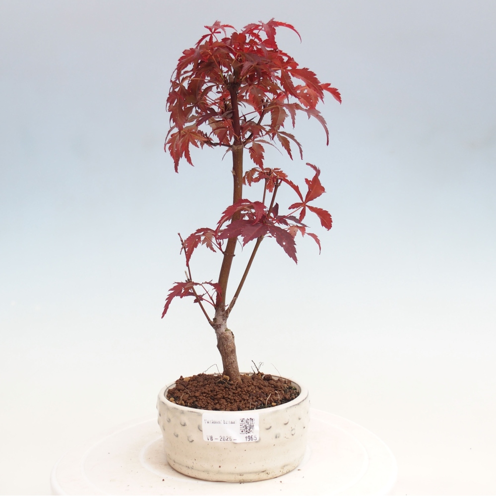 Bonsai im Freien - Acer-Palme. Atropurpureum-Palmenblatt-Ahorn