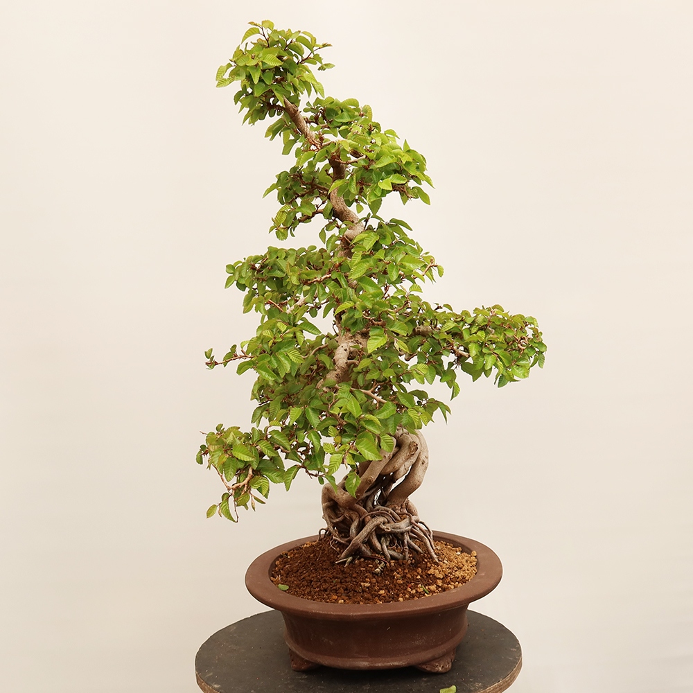 Bonsai im Freien - Carpinus Coreana - Koreanische Hainbuche