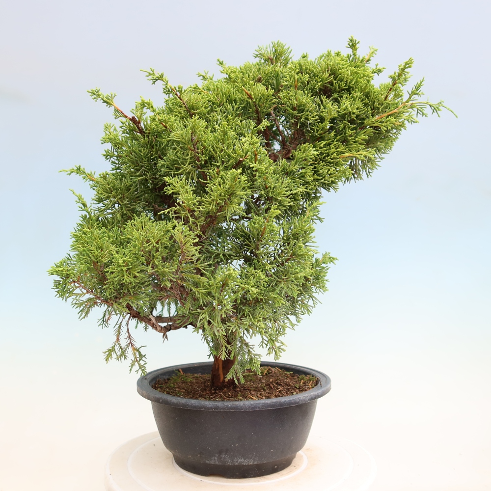 Bonsai für draußen - Juniperus chinensis Itoigawa-Juniperus chinensis