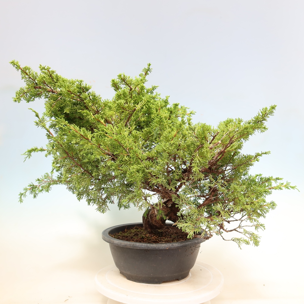 Bonsai für draußen - Juniperus chinensis Itoigawa-Juniperus chinensis