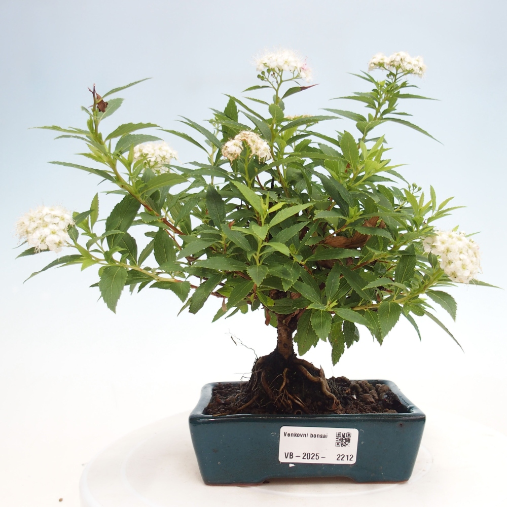 Bonsai im Freien - Spirea japonica GENPSI