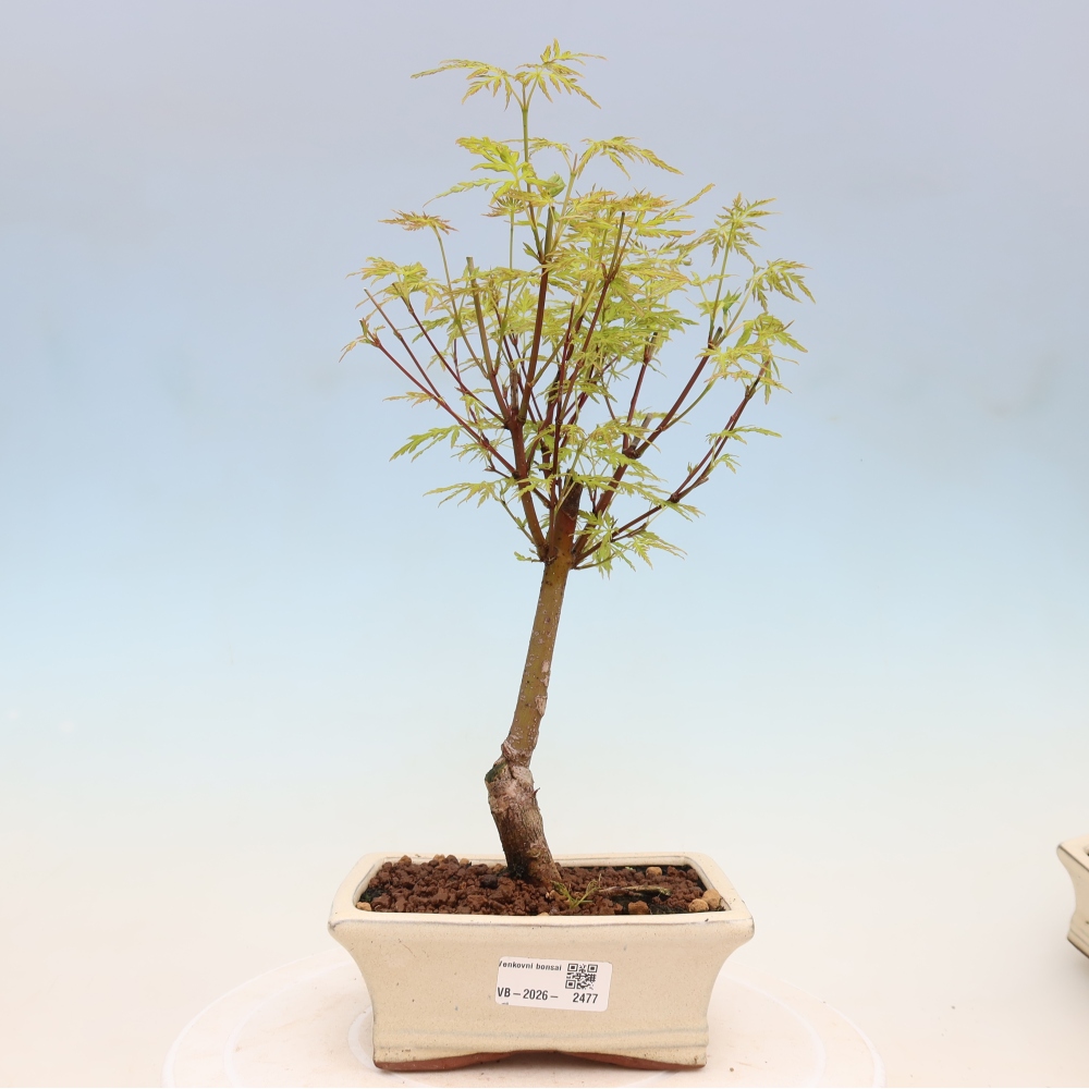 Bonsai für draußen - Acer palmatum Dissectum
