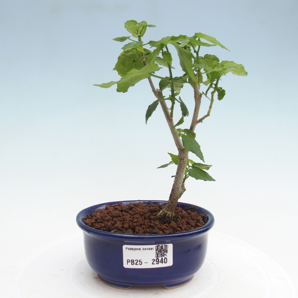 Zimmerbonsai - Malvaviscus arboreus - holziger Hibiskus