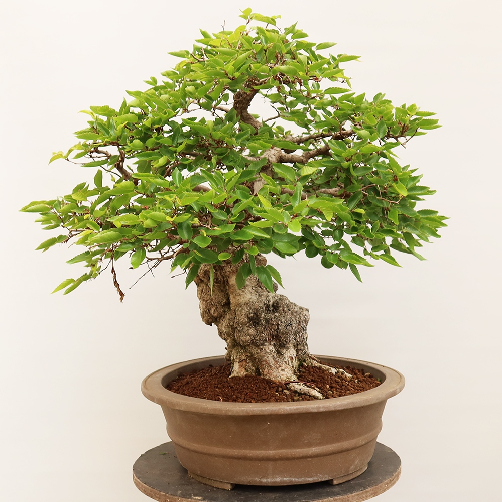 Bonsai im Freien - Carpinus Coreana - Koreanische Hainbuche