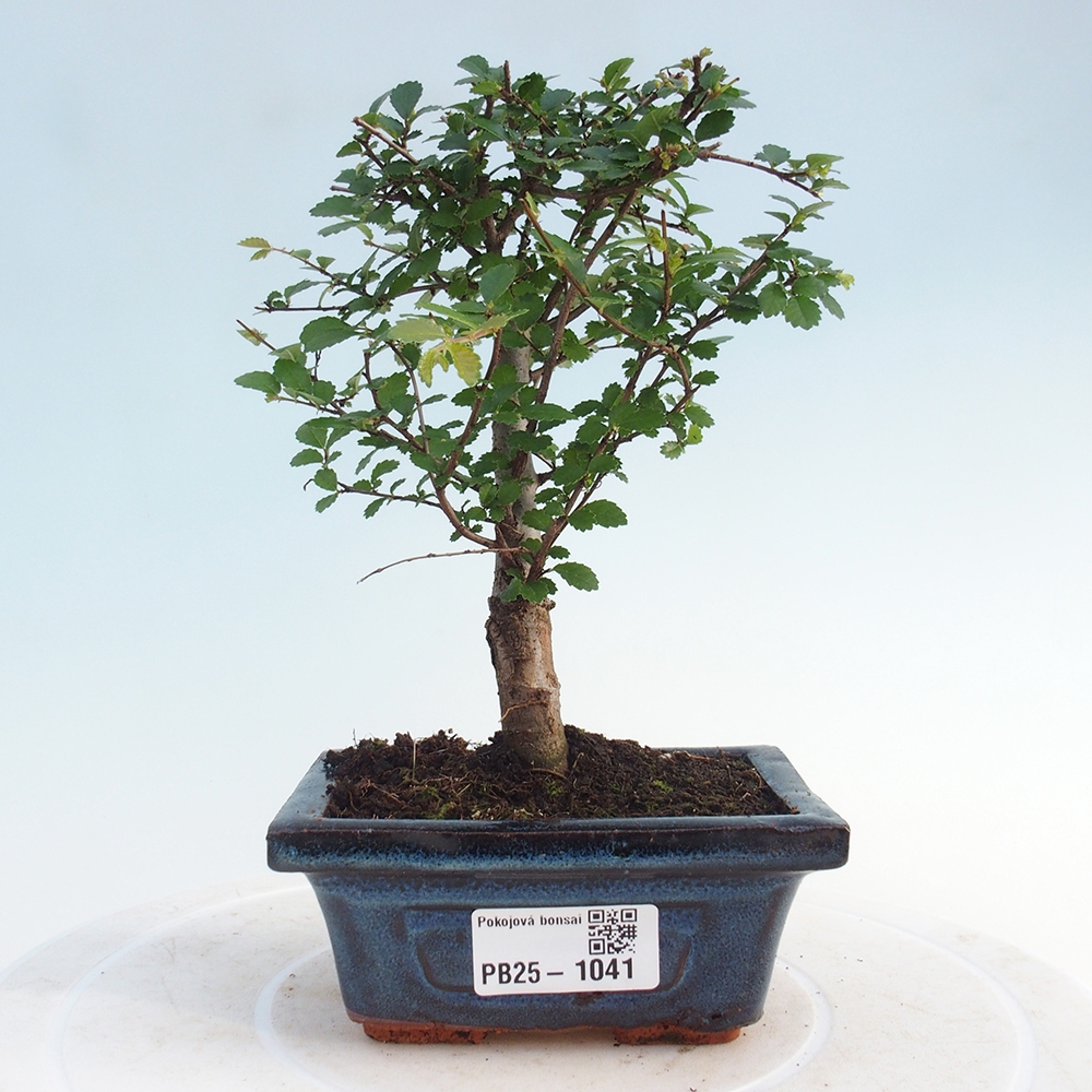 Zimmerbonsai - Ulmus parvifolia - Kleinblättrige Ulme