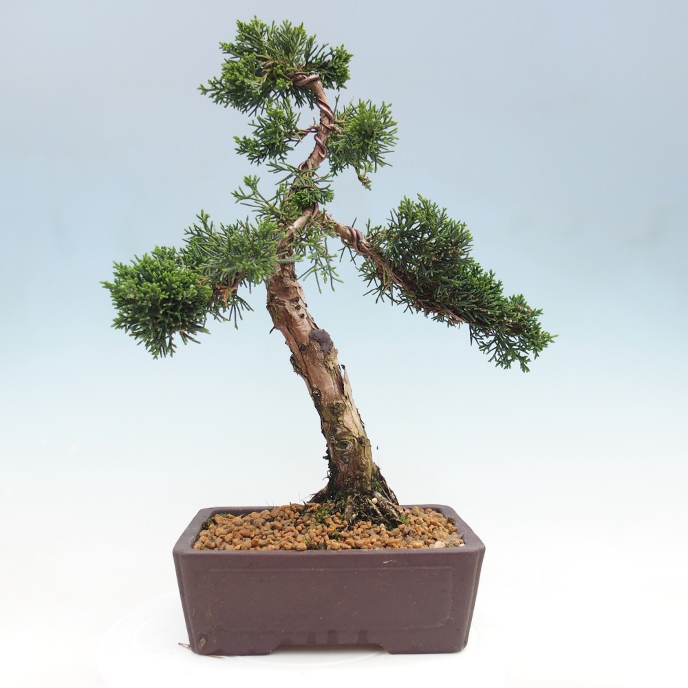 Bonsai für draußen - Juniperus chinensis Kishu