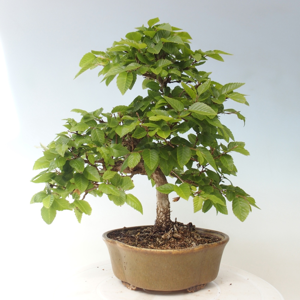 Bonsai für draußen -Carpinus CARPINOIDES - Koreanische Hainbuche