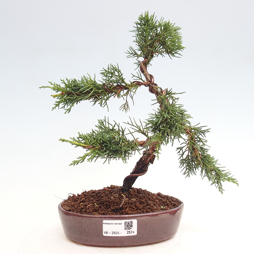 Bonsai im Freien - Juniperus chinensis Kishu - Chinesischer Wacholder