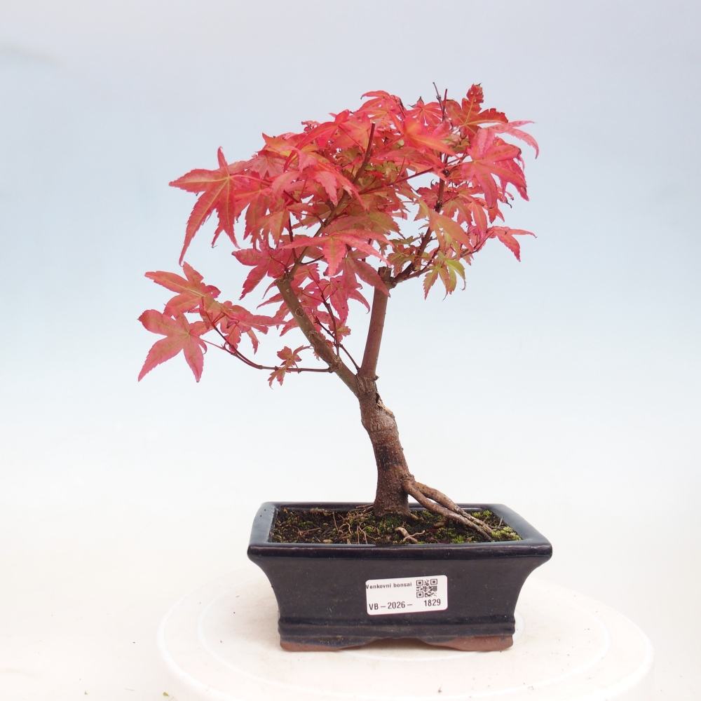 Bonsai für draußen - Acer palmatum DESHOJO