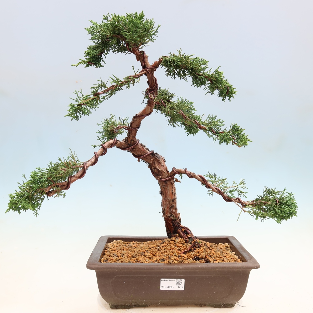 Bonsai für draußen - Juniperus chinensis Kishu