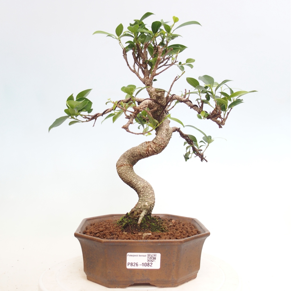 Zimmerbonsai - Ficus retusa - Kleinblättriger Ficus