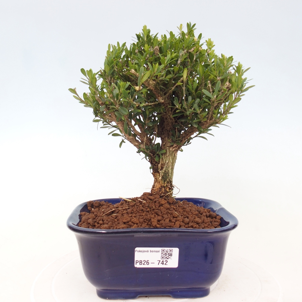 Zimmer Bonsai - Buxus harlandii - Korkbuxus
