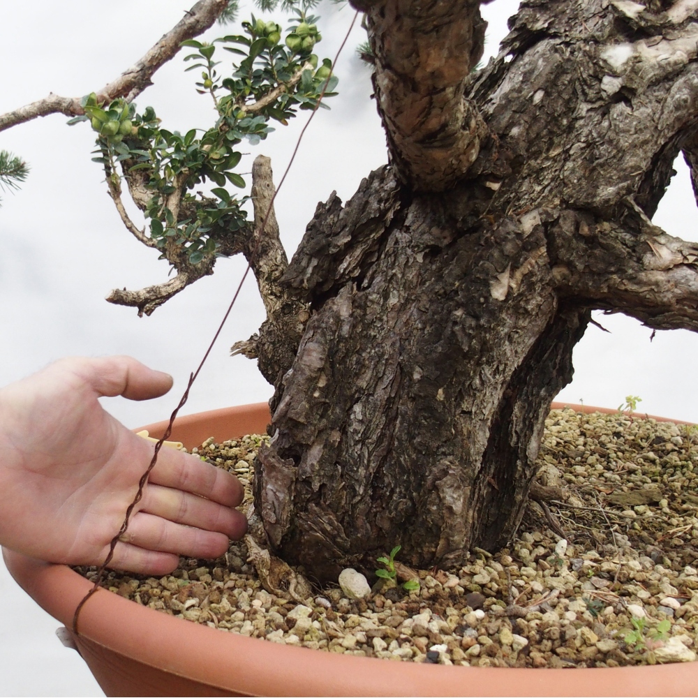 Yamadori - Pinus sylvestris Spanien