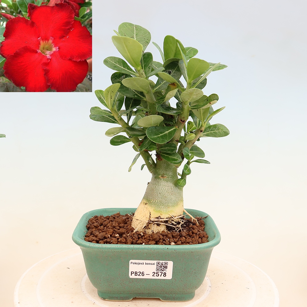 Zimmerbonsai – Adenium obesum „Red Star“ – Wüstenrose