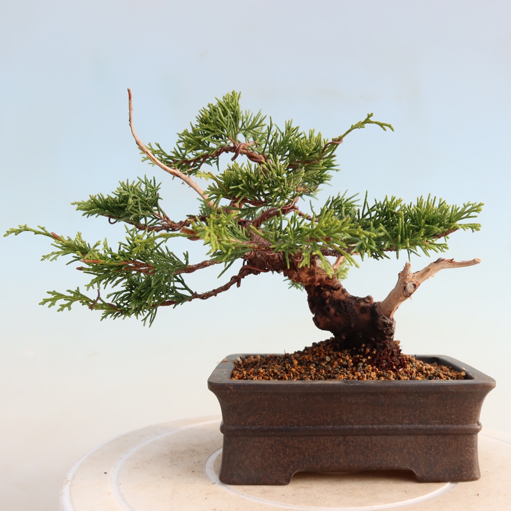 Outdoor bonsai - Juniperus chinensis Itoigawa - Chinese juniper