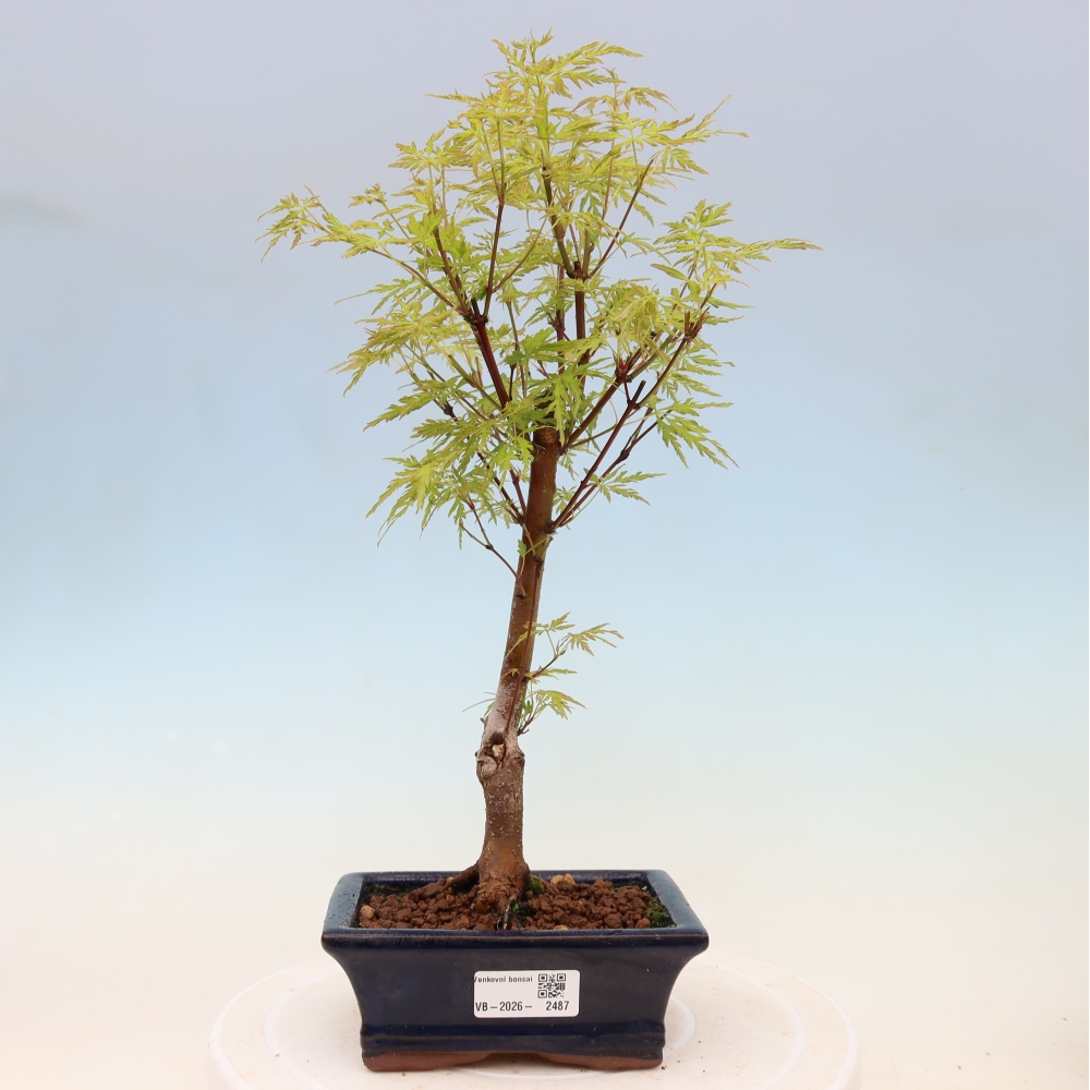 Bonsai für draußen - Acer palmatum Dissectum