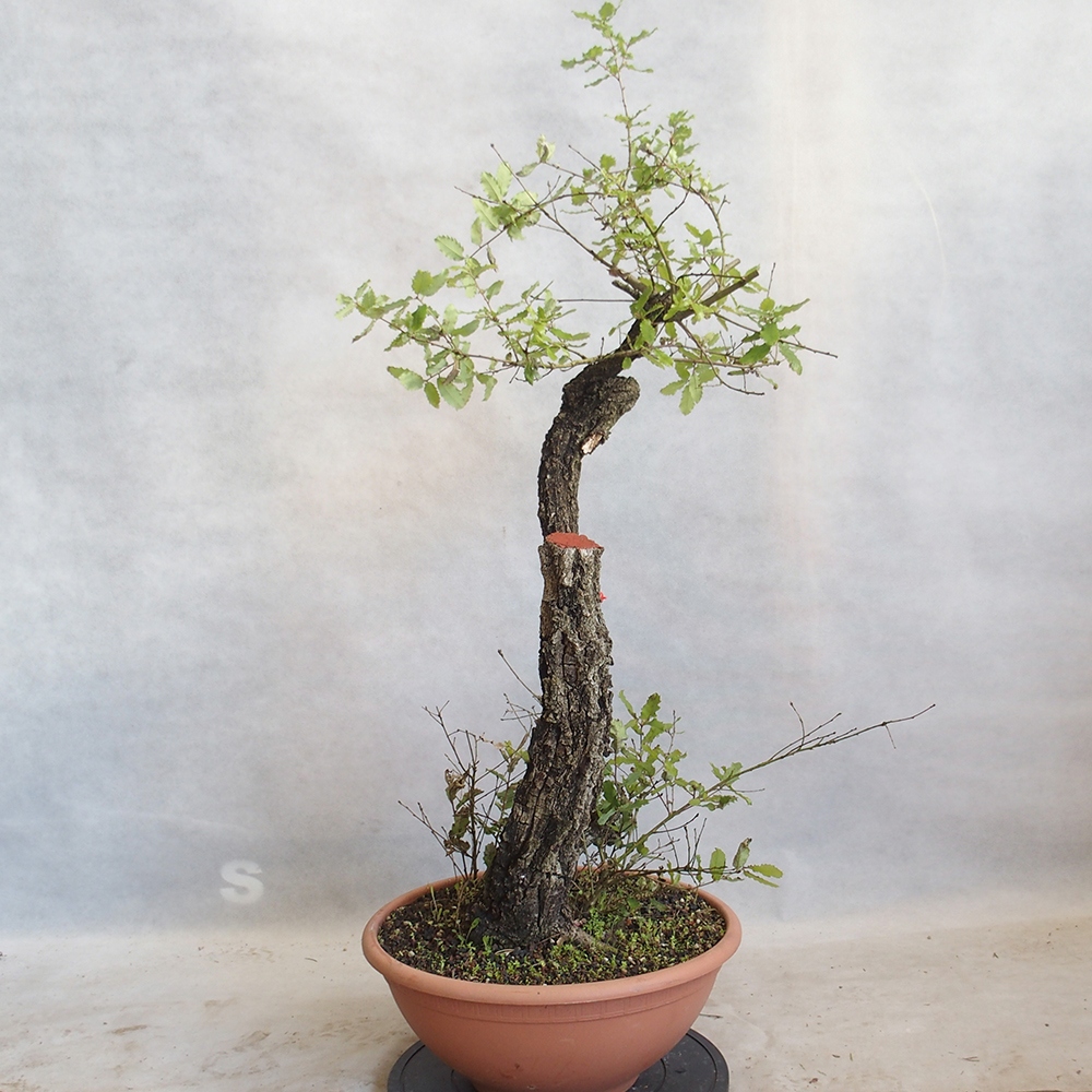 Freilandbonsai Quercus Cerris - Eiche Cer