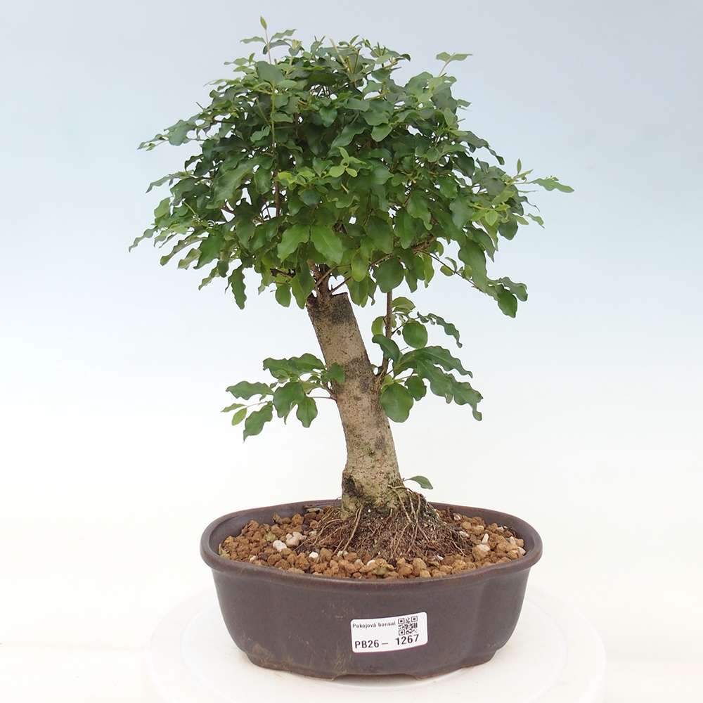 Zimmer Bonsai -Ligustrum chinensis - Vogelschnabel