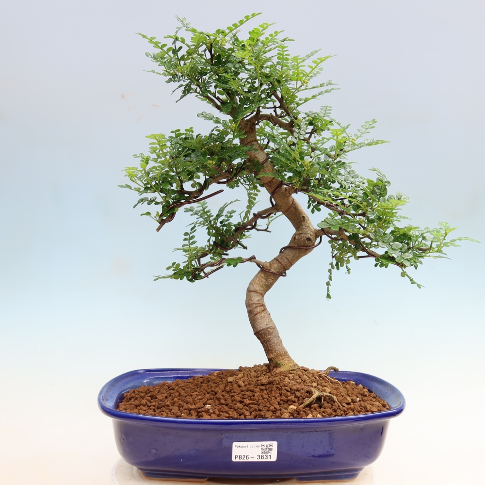 Zimmer Bonsai - Zantoxylum piperitum - Pfefferbaum