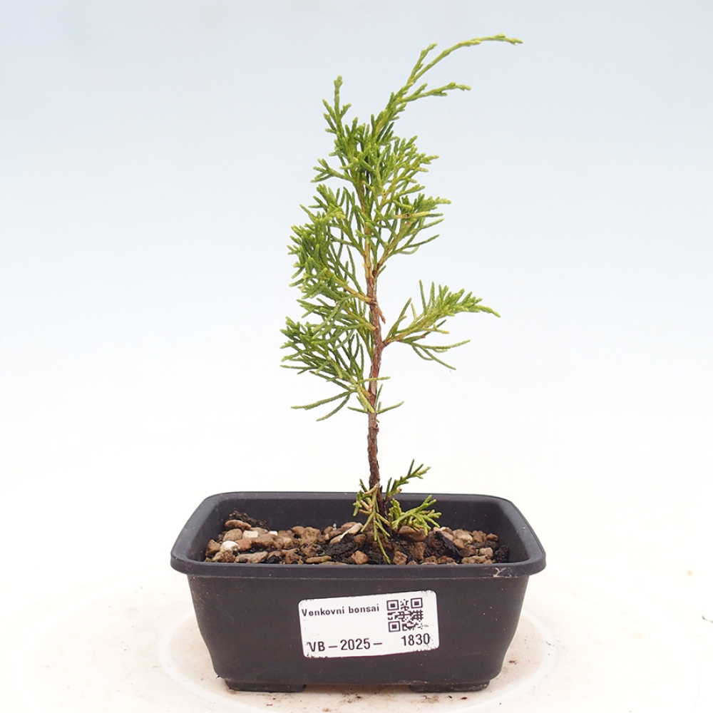 Outdoor bonsai - Juniperus chinensis Itoigawa - Chinese juniper