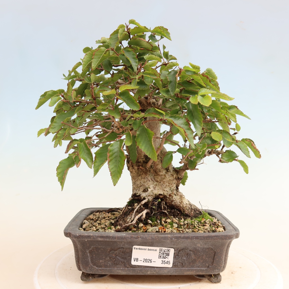 Bonsai für draußen -Carpinus CARPINOIDES - Koreanische Hainbuche