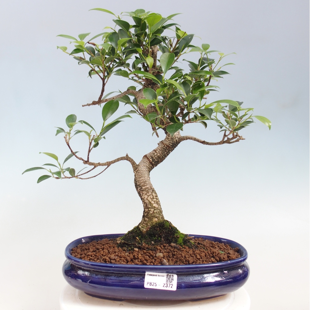 Indoor-Bonsai - Ficus kimmen - kleinblättriger Ficus