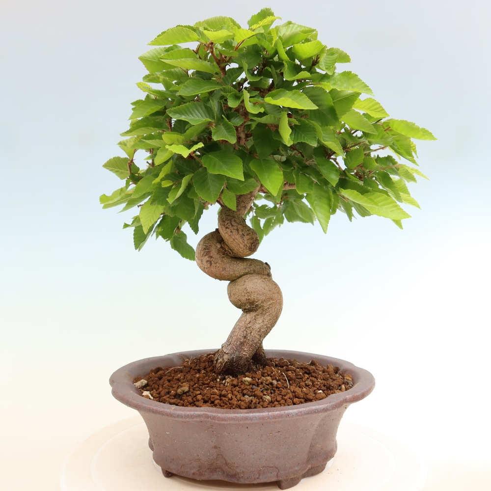 Bonsai für draußen - Karpinus Coreana - Koreanische Hainbuche