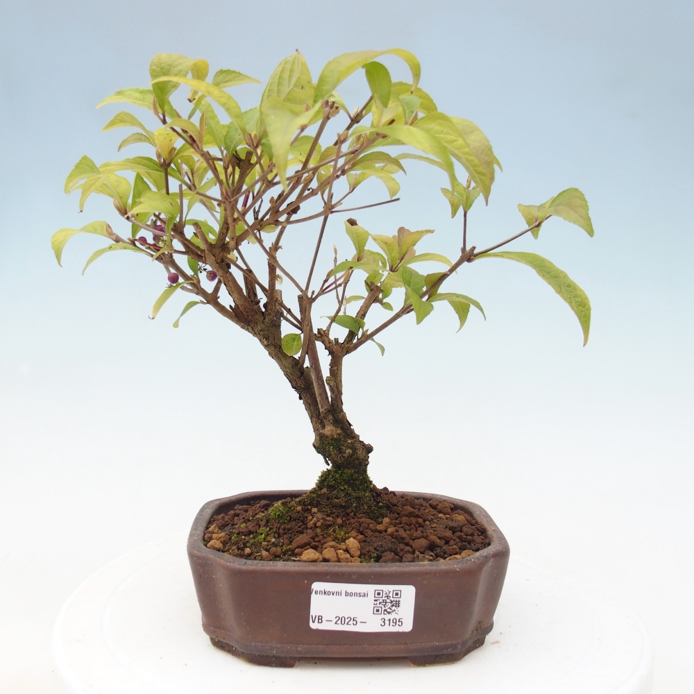 Bonsai im Freien - wunderschöne Pflanze - Callicarpa japonica