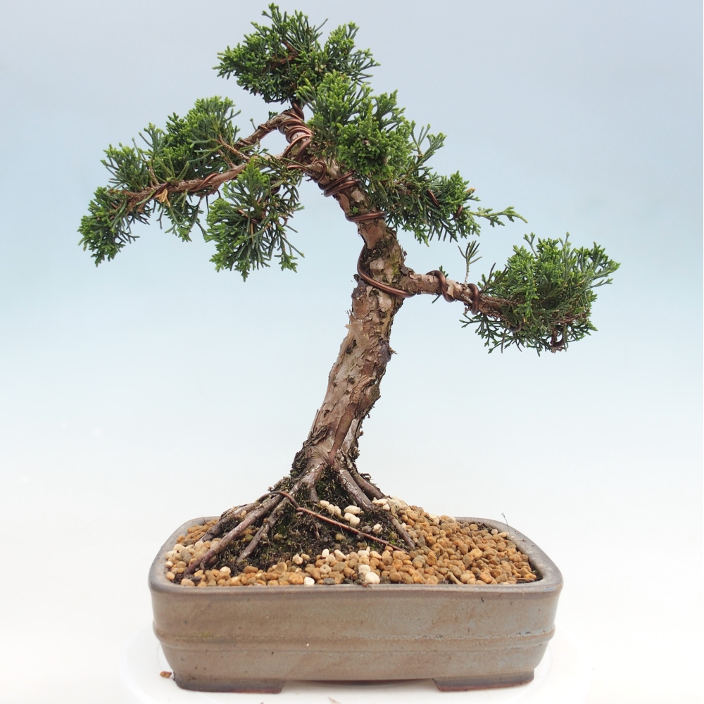 Bonsai für draußen - Juniperus chinensis Kishu