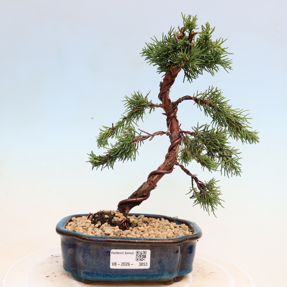 Bonsai für draußen - Juniperus chinensis Kishu