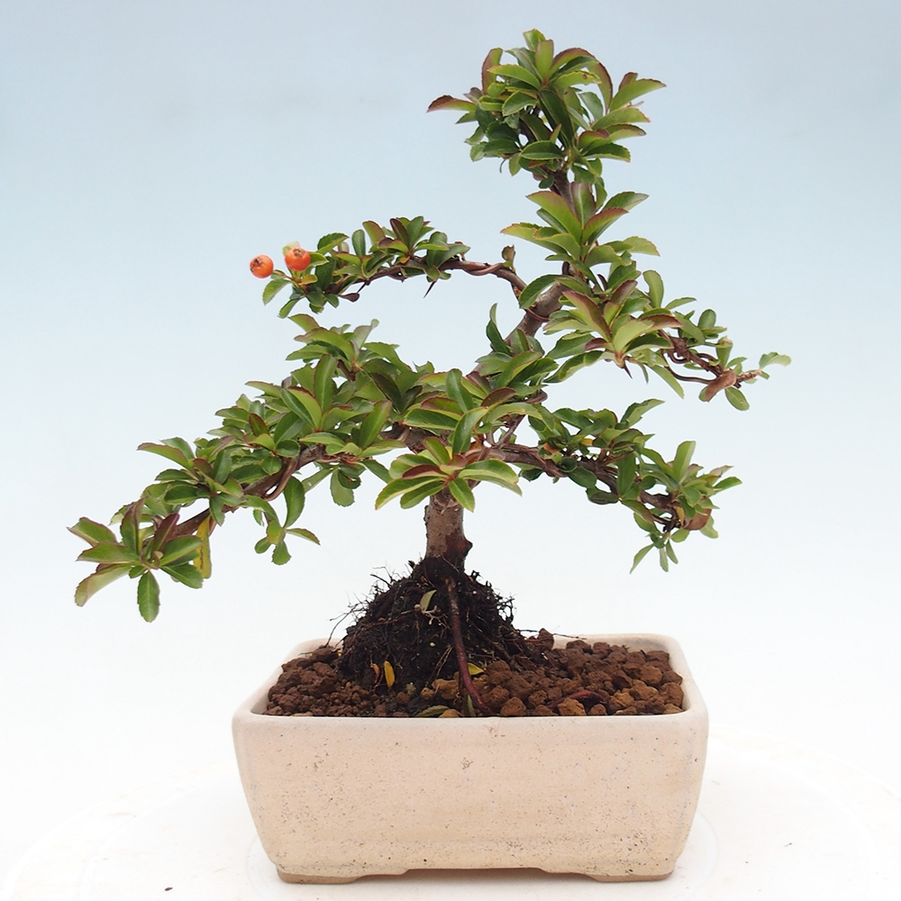 Freiland-Bonsai-Pyracantha Teton -Hlox