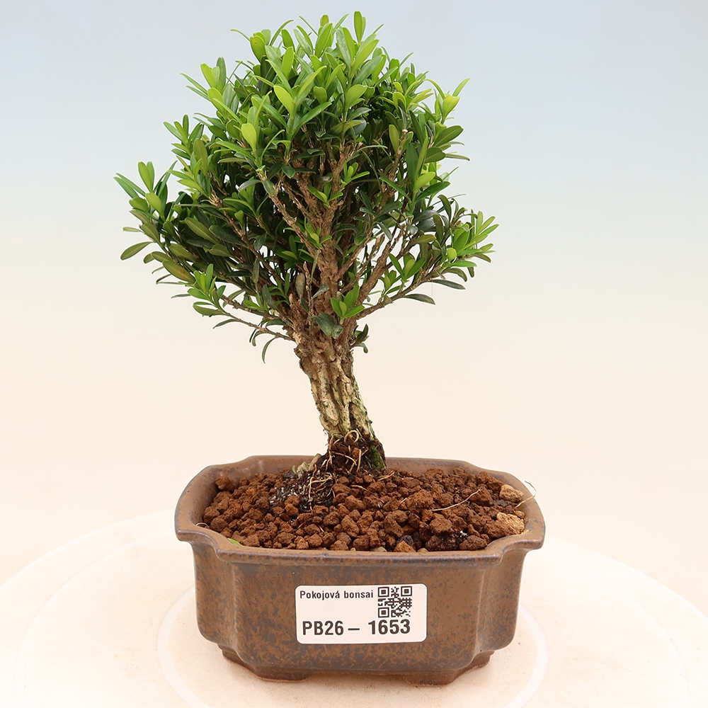 Zimmer Bonsai - Buxus harlandii - Korkbuxus