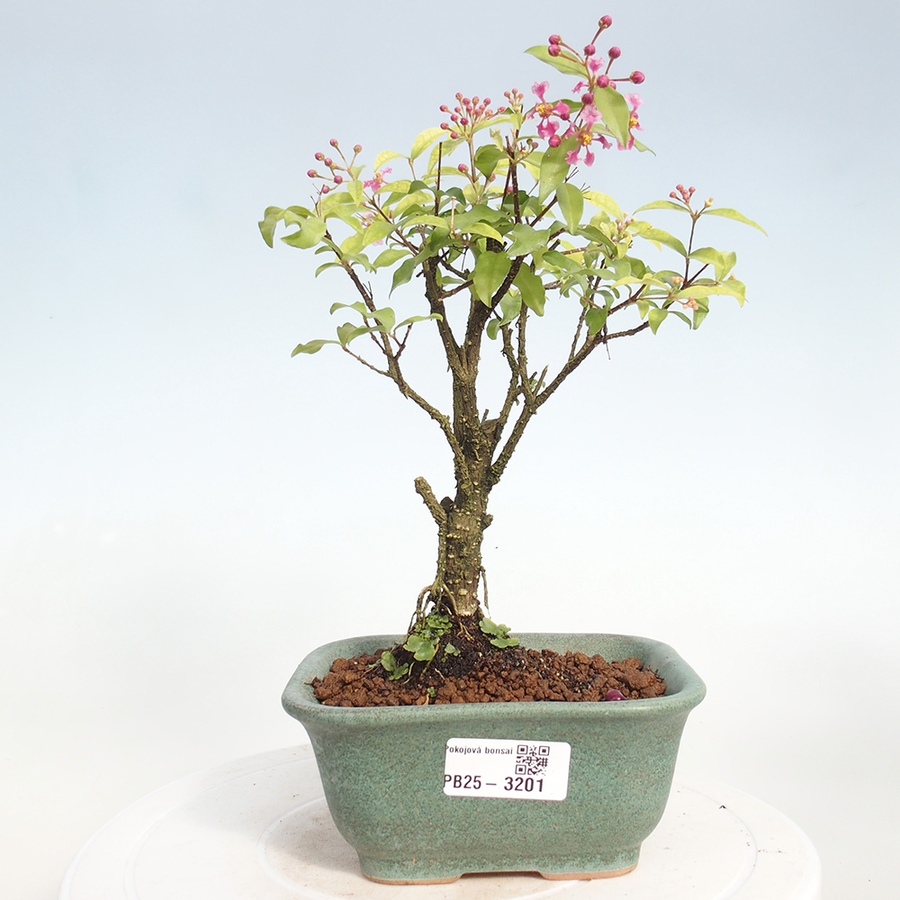 Zimmerbonsai - Malpighia coccigera - Barbdor-Kirsche