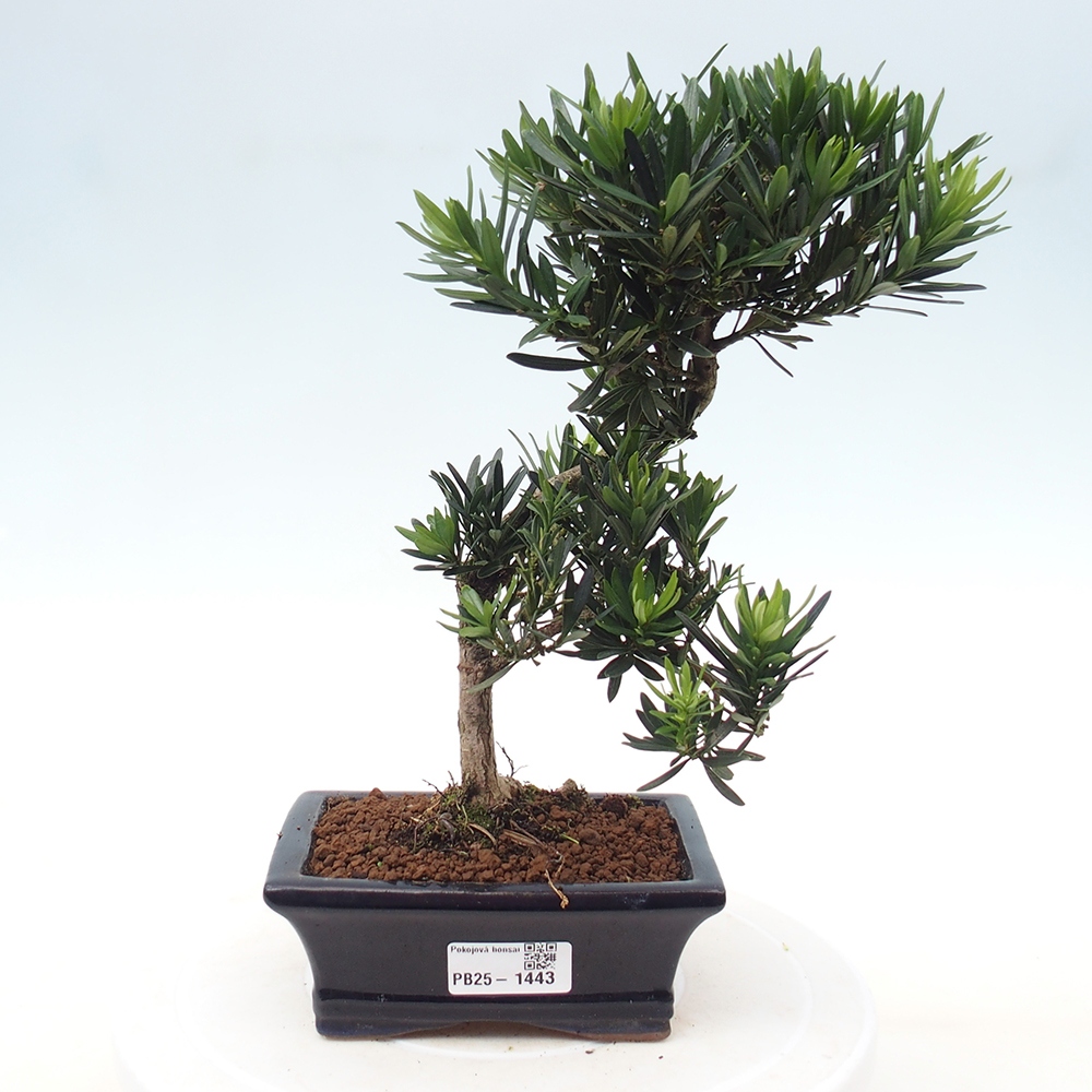 Indoor-Bonsai - Podocarpus - Stein tausend