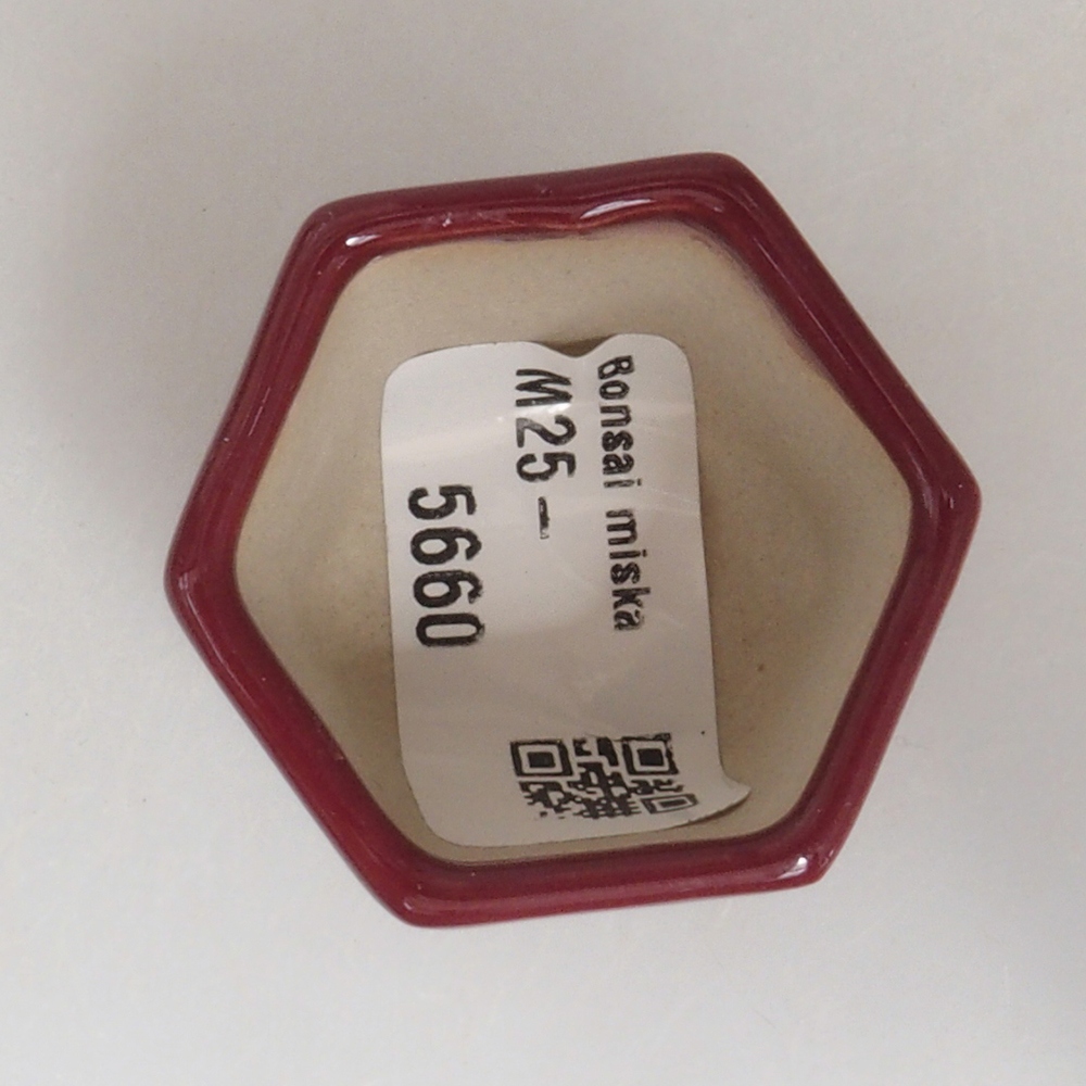 Mini-Bonsaischale 4 x 4 x 3,5 cm, Farbe Burgunder