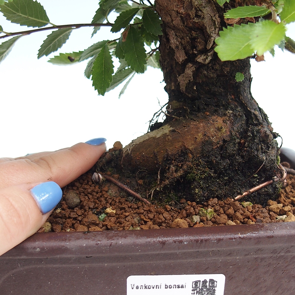 Bonsai im Freien - Zelkova - Zelkova NIRE