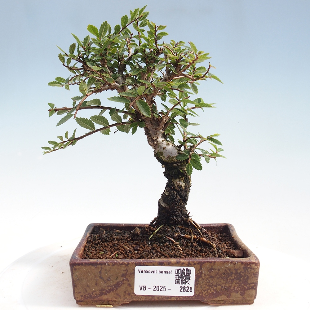 Bonsai im Freien - Zelkova - Zelkova NIRE