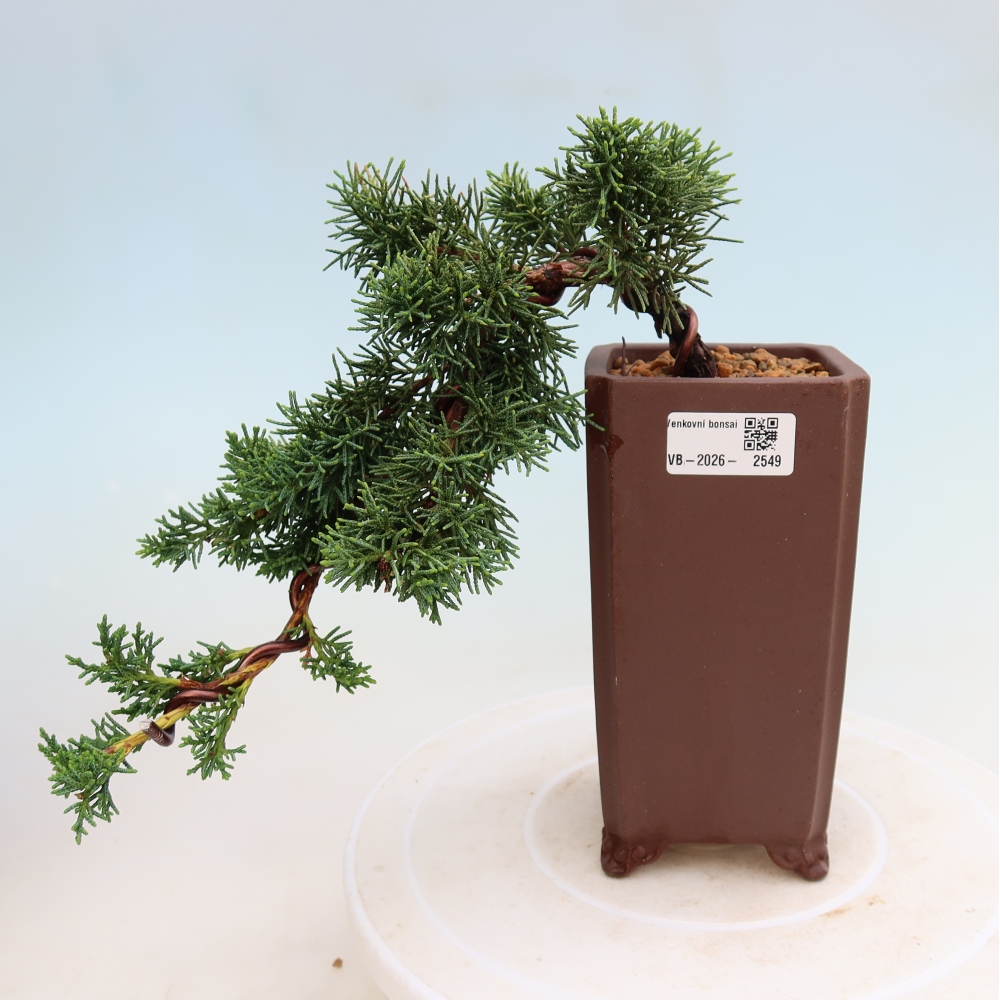 Bonsai für draußen - Juniperus chinensis Kishu